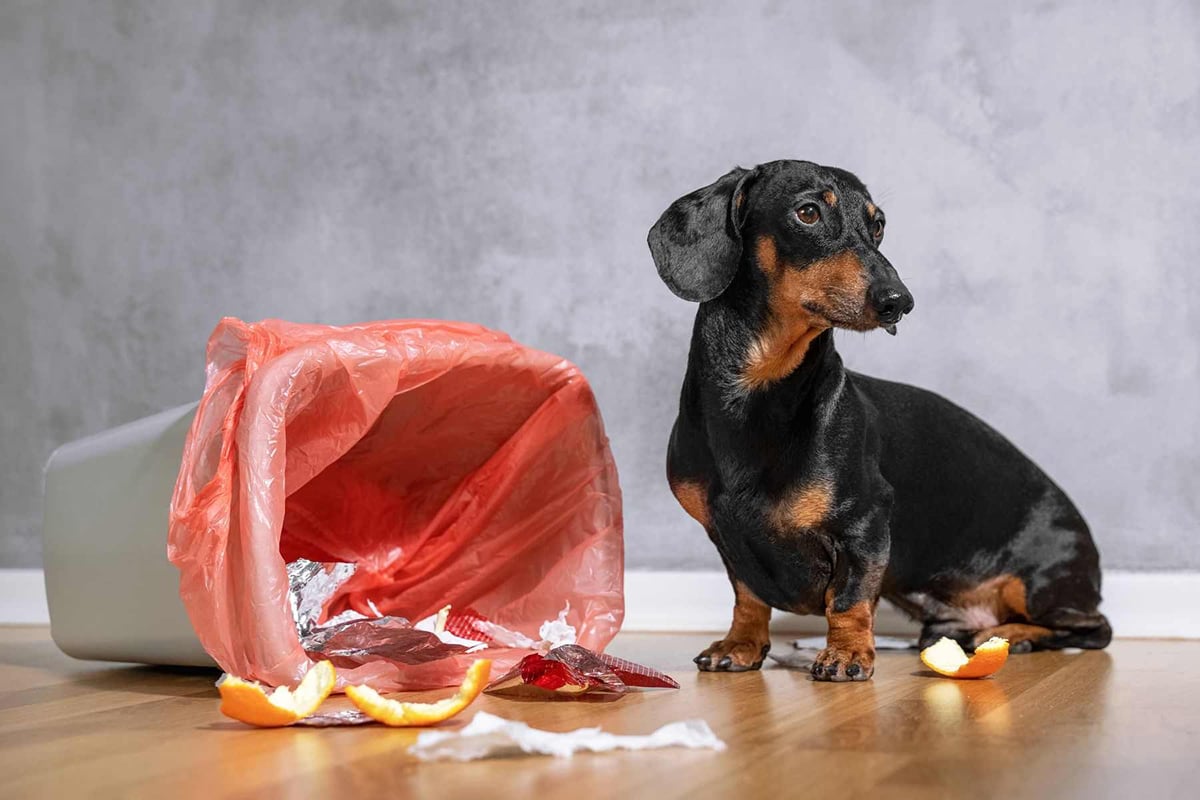A black and brown dachshund sits next to an overturned trash can with a pink liner, surrounded by scattered garbage on the wooden floor, clearly unfazed by the mess. Looks like this kitchen remodel hasn’t stopped pets from getting into trouble!.
