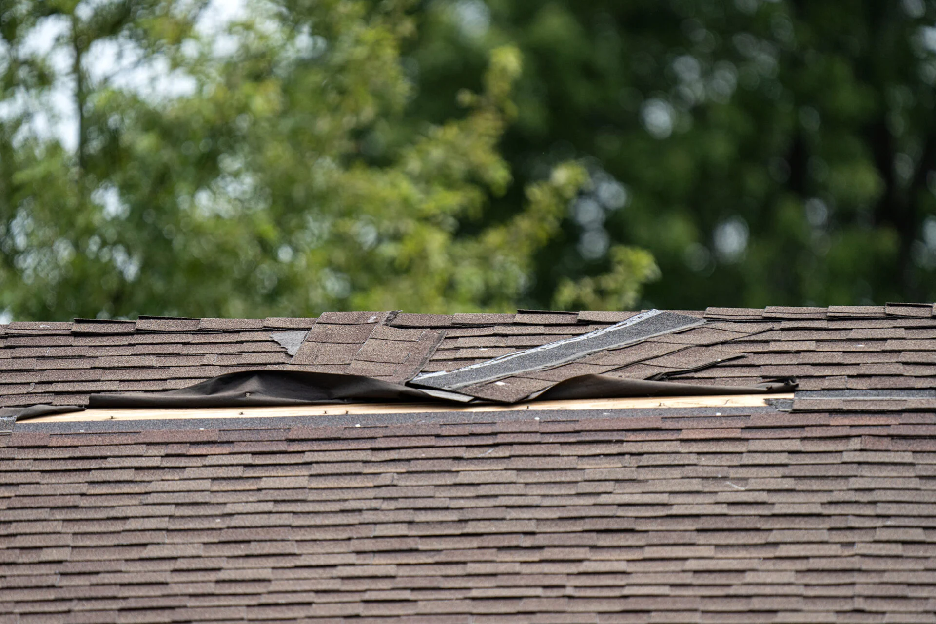 A close-up of a house roof with several damaged, lifted, and missing shingles, exposing the roofing material underneath. Green, blurry trees are visible in the background—perfect reference for repairs before a kitchen remodel. A close-up of a house roof with several damaged, lifted, and missing shingles, exposing the roofing material underneath. Green, blurry trees are visible in the background—perfect reference for repairs before a kitchen remodel.