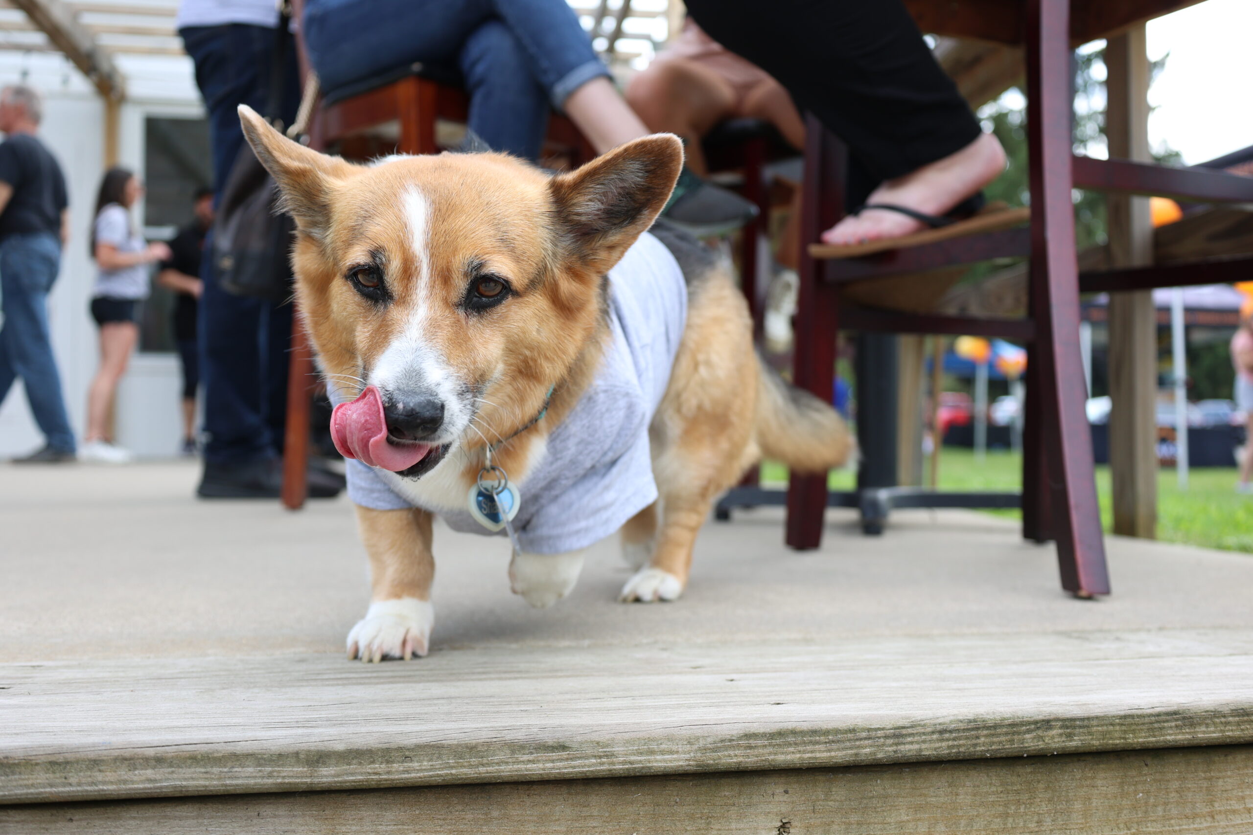 A corgi wearing a t-shirt